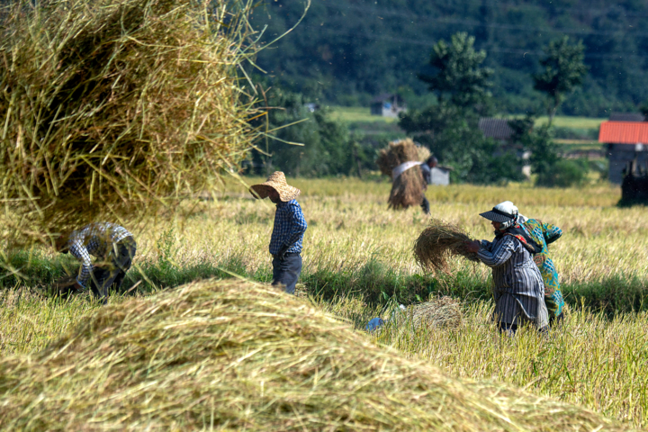 اراضی کشاورزی مازندران در مسیر ساماندهی؛ هزار هکتار از شالیزارها نور
شناسنامهدار شد