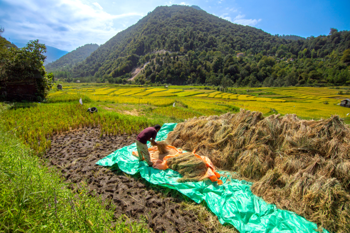 نخستین جشنواره ملی برنج رستم؛ رونقی برای «طلای سفید» فارس