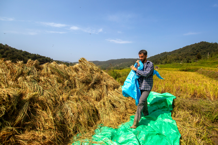 نخستین جشنواره ملی برنج رستم؛ رونقی برای «طلای سفید» فارس