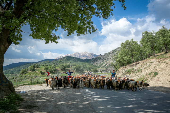 کوچ پاییزه عشایر لرستان