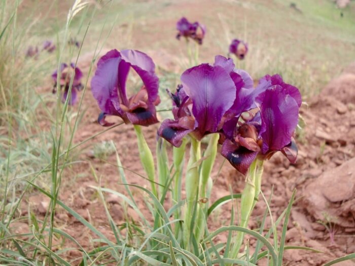 زنبق بنفش سُرخاب؛ نمادی برای تبریز