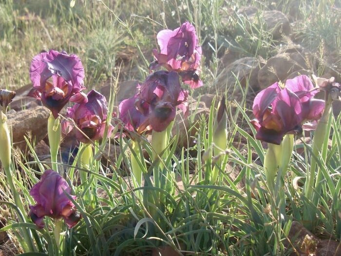 زنبق بنفش سُرخاب؛ نمادی برای تبریز