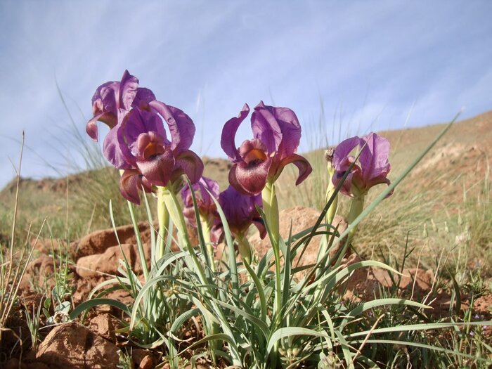 زنبق بنفش سُرخاب؛ نمادی برای تبریز