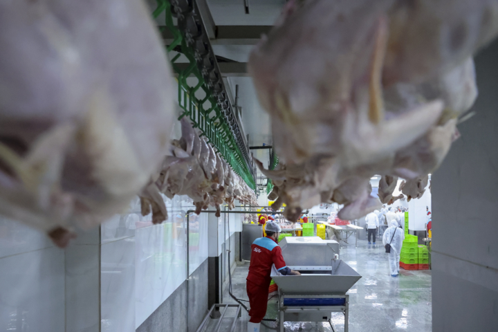 تأمین روزانه ۹۰۰ تن گوشت سفید در مازندران و رفع نگرانیهای بازار