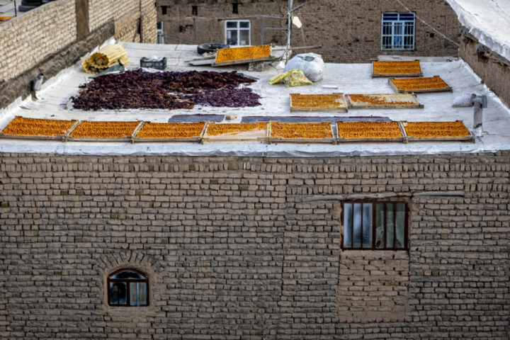 قاب زندگی/ خور؛ پایتخت آلوی ایران و شهری با طعم آلو و عطر تاریخ