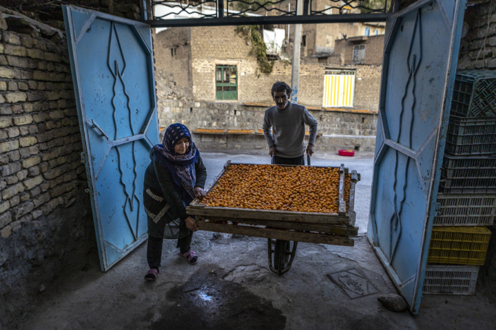 قاب زندگی/ خور؛ پایتخت آلوی ایران و شهری با طعم آلو و عطر تاریخ