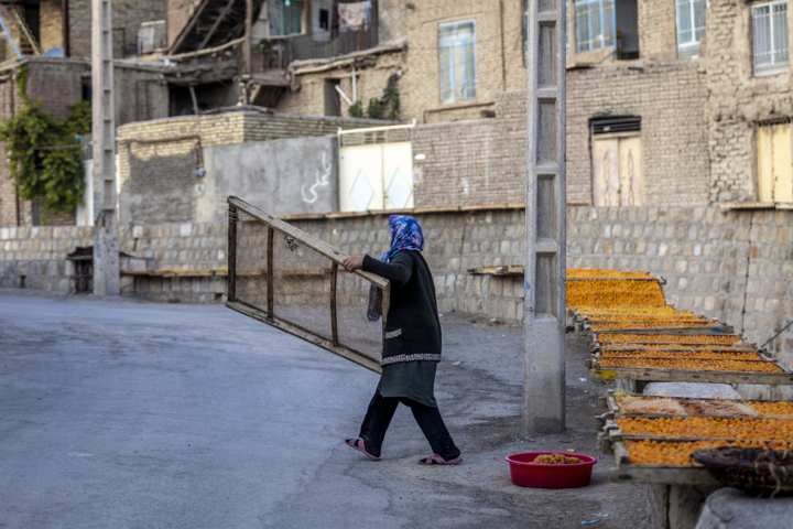 قاب زندگی/ خور؛ پایتخت آلوی ایران و شهری با طعم آلو و عطر تاریخ