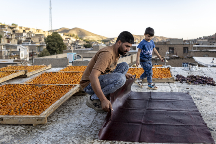 قاب زندگی/ خور؛ پایتخت آلوی ایران و شهری با طعم آلو و عطر تاریخ