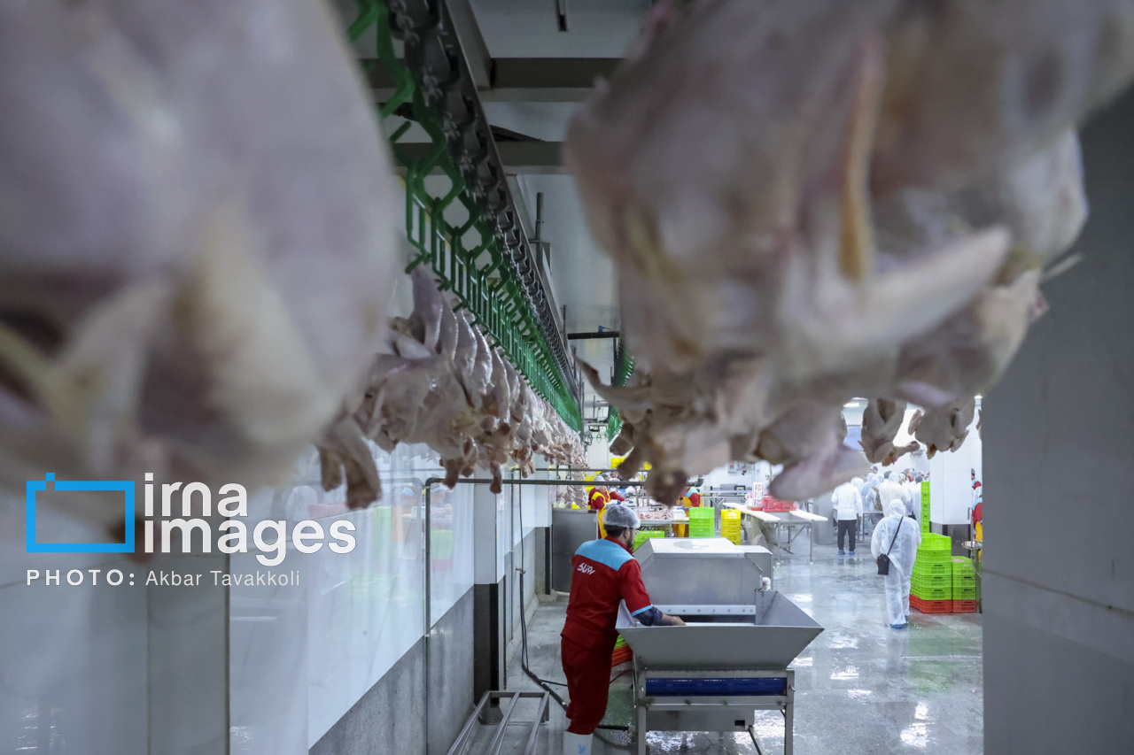 کشاورزی سمنان سهم ۲.۵ درصدی در تولید پروتئین کشور دارد