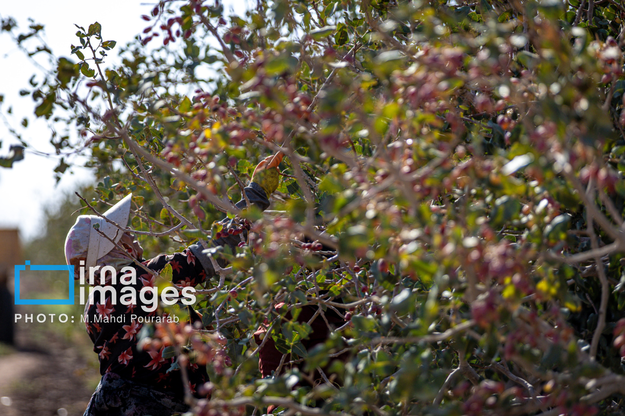 ایجاد ۱۵ هزار هکتار باغ پسته، نماد تغییر الگوی کشت در قم است