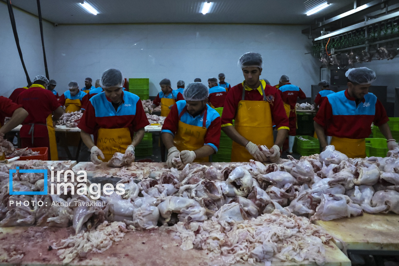 ۸۵۰ تن گوشت مرغ از مازندران به بازار کشور تزریق شد