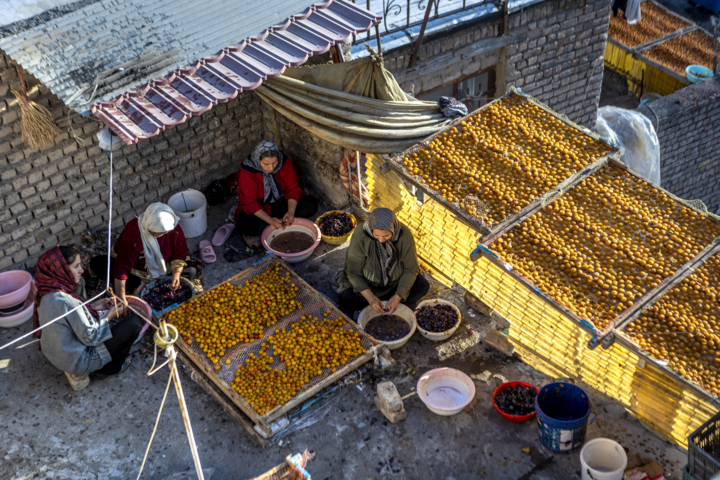 قاب زندگی/ خور؛ پایتخت آلوی ایران و شهری با طعم آلو و عطر تاریخ