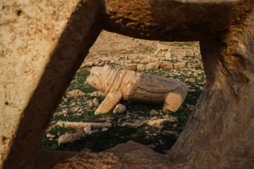 مرگ آرام شیرهای سنگی