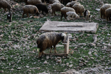 مرگ آرام شیرهای سنگی