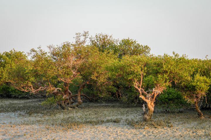 هشدار یک پژوهشگر درباره تهدیدهای جنگلهای حرا (مانگرو) کشور