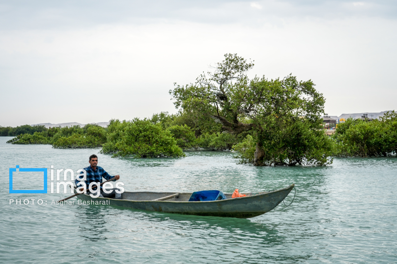 کاشت حرا در ۱۵۰ هکتار از اراضی ساحلی شهرستان دیر آغاز شد