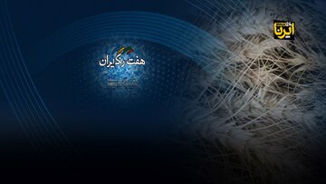 موفقیت پژوهشگران ایرانی در نجات زراعت دیم از خشکسالی