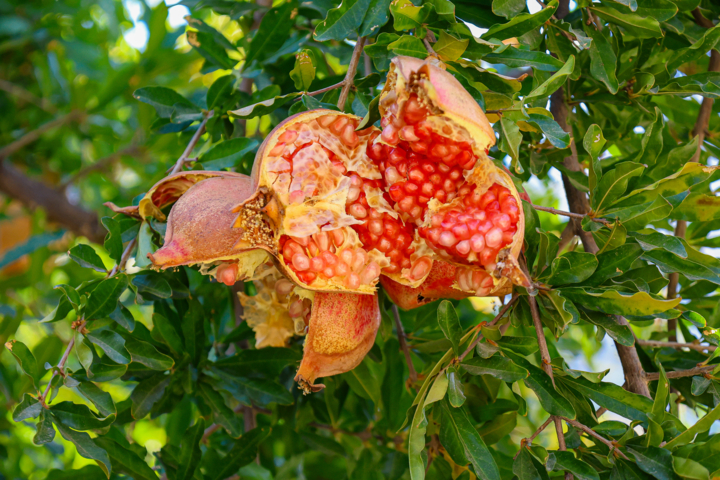 کاهش ۲۰ درصدی تولید انار خراسان جنوبی در پی تداوم خشکسالی و تنش آبی