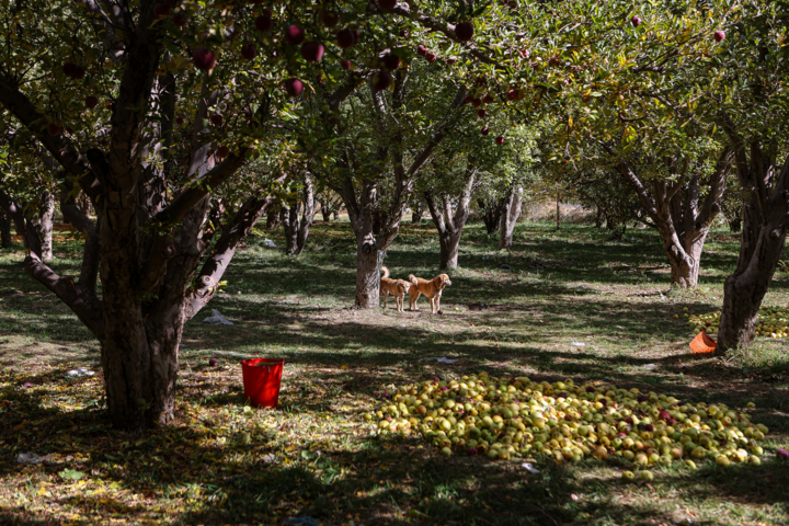 رتبه دوم آذربایجان شرقی با تولید بیش از ۵۰۰ هزار تن سیب در کشور