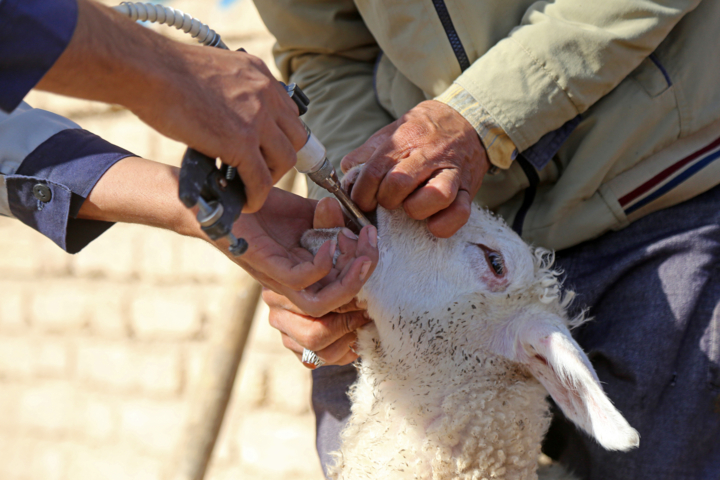 تزریق ۲۱۰ هزار دز واکسن تب برفکی در البرز