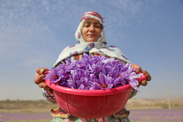 مشق پاییزه طلای سرخ بر کویر مرکزی