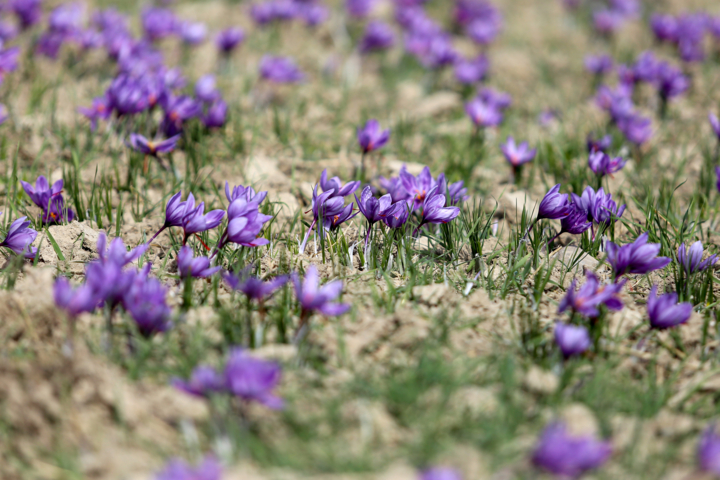 زعفران گناباد، فریاد بیصدای مزارع تشنه با گلهای رنگباخته