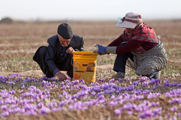 زعفران گناباد، فریاد بیصدای مزارع تشنه با گلهای رنگباخته