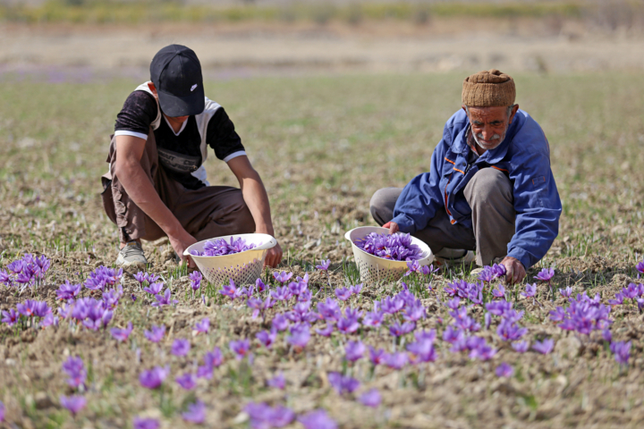 زعفران گناباد، فریاد بیصدای مزارع تشنه با گلهای رنگباخته