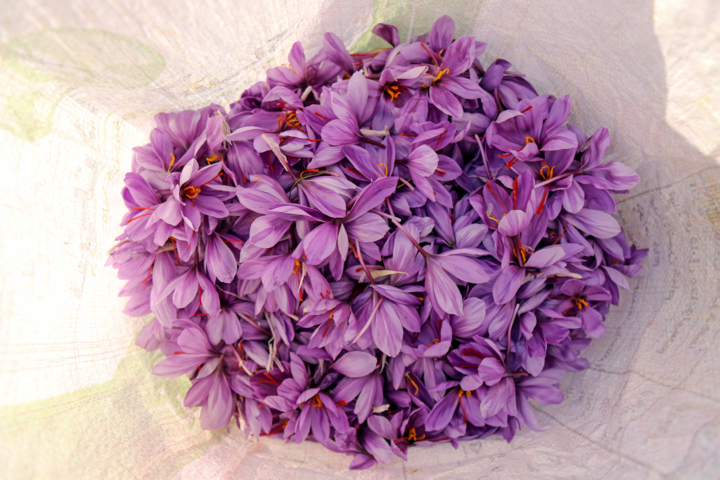 کشت هوشمند در اردبیل، زعفران کم آب‌بر رکورد می‌زند 