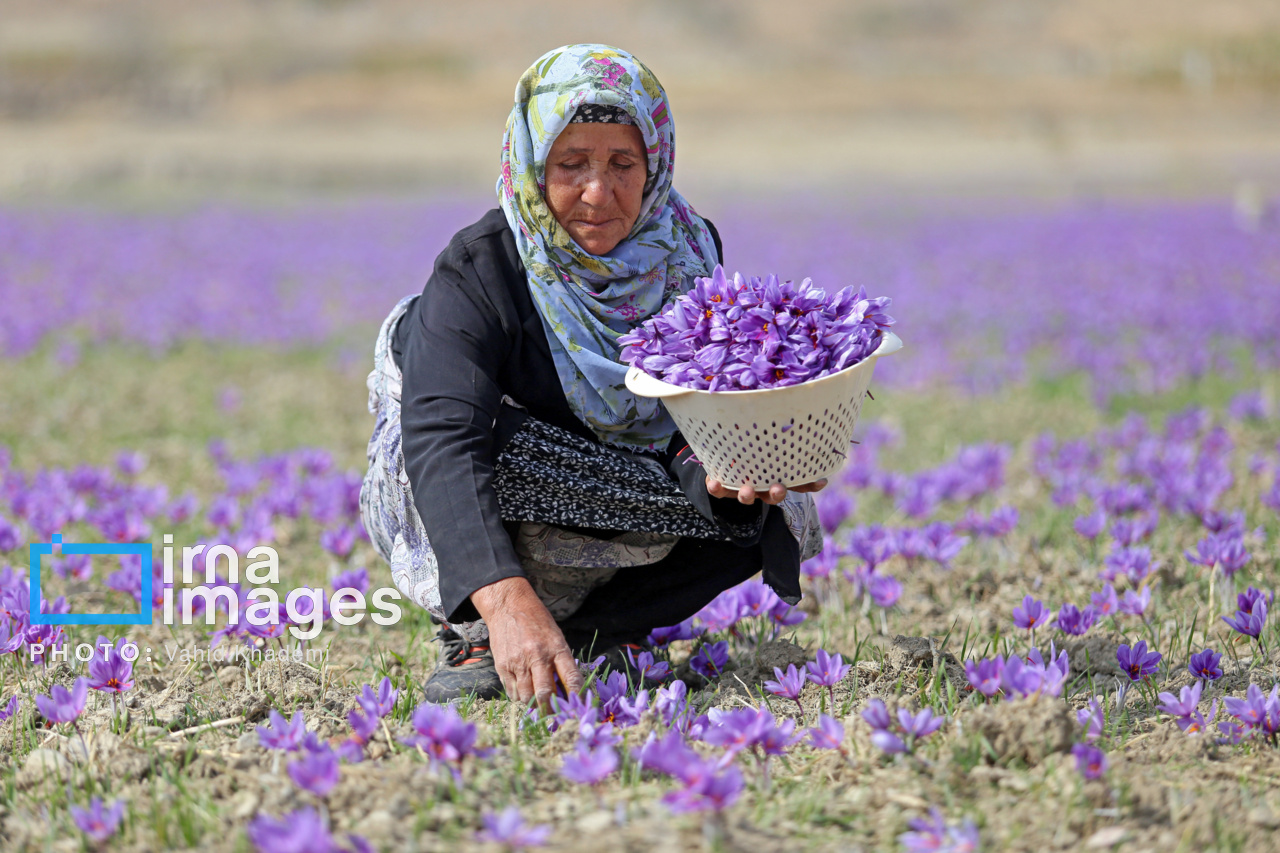 آغاز برداشت ۵۵۴ کیلوگرم طلای سرخ در خمین