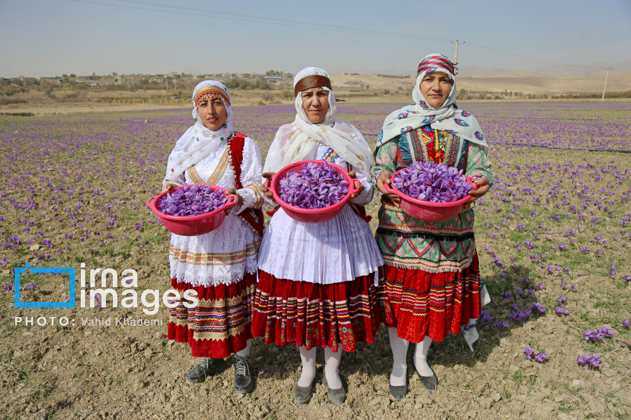 آغاز برداشت نوبرانه طلای سرخ در گلستان