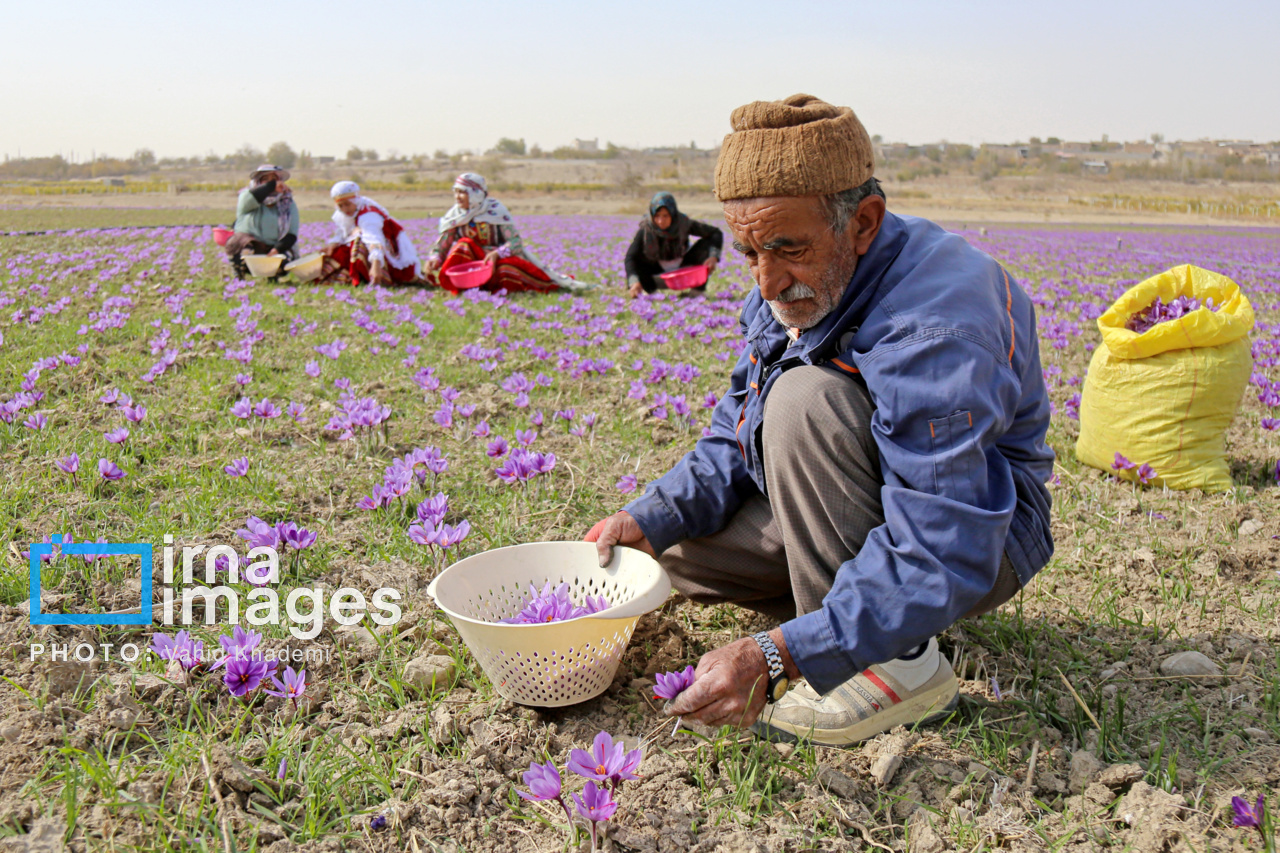 کمبود منابع آبی تولید زعفران بجستان را ۵۵ درصد کاهش داد کمبود منابع آبی تولید زعفران بجستان را ۵۵ درصد کاهش داد