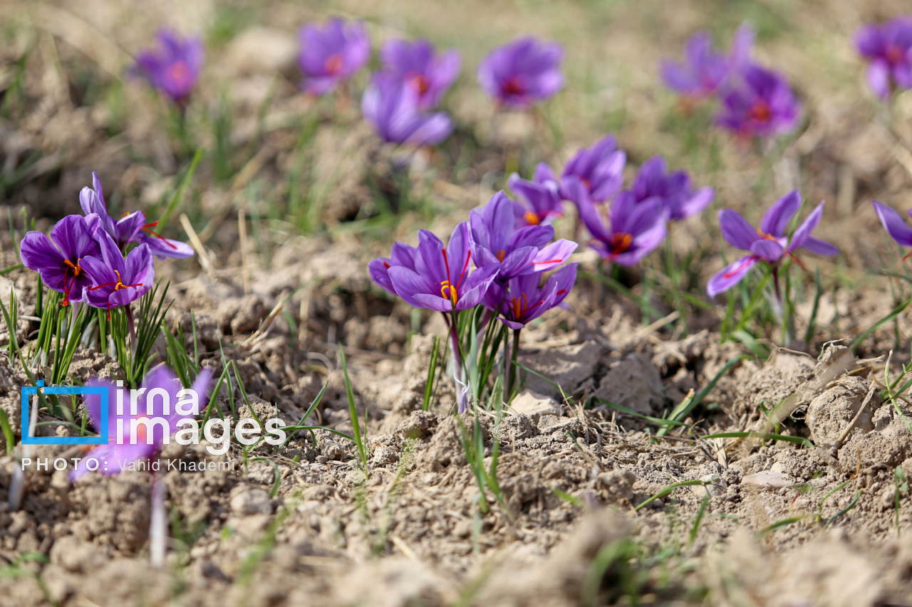 گیاهی که تابستان خواب‌است؛ طلای سرخی پنهان در دل زمین کم‌آب سمنان