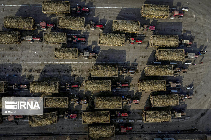 نیشکر خوزستان؛ طرح تمدنی در مسیر امنیت غذایی، توسعه پایدار و اقتصاد مقاومتی