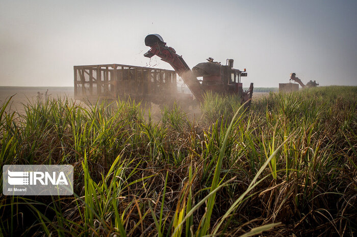 نیشکر خوزستان؛ طرح تمدنی در مسیر امنیت غذایی، توسعه پایدار و اقتصاد مقاومتی
