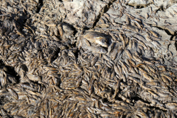 خشک شدن سد عبدل آباد بجنورد