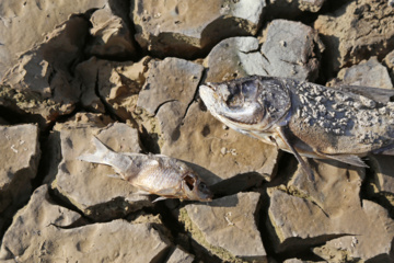 خشک شدن سد عبدل آباد بجنورد