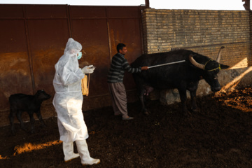 واکسیناسیون دام‌ها در پی شیوع سویه جدید تب برفکی