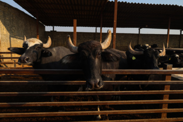 واکسیناسیون دام‌ها در پی شیوع سویه جدید تب برفکی