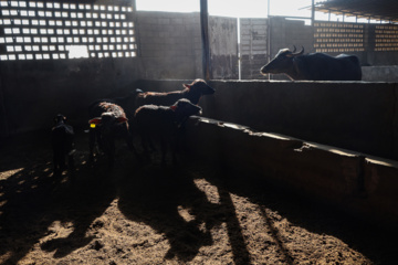 واکسیناسیون دام‌ها در پی شیوع سویه جدید تب برفکی