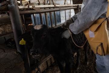 واکسیناسیون دام‌ها در پی شیوع سویه جدید تب برفکی