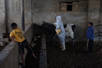 واکسیناسیون دام‌ها در پی شیوع سویه جدید تب برفکی