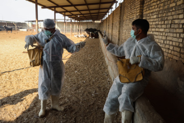 واکسیناسیون دام‌ها در پی شیوع سویه جدید تب برفکی