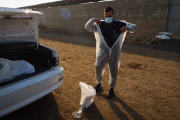 واکسیناسیون دام‌ها در پی شیوع سویه جدید تب برفکی