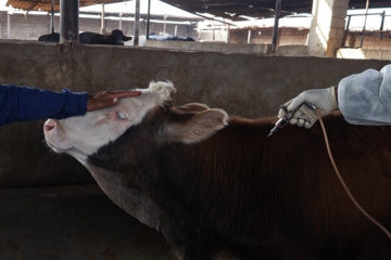 واکسیناسیون دام‌ها در پی شیوع سویه جدید تب برفکی