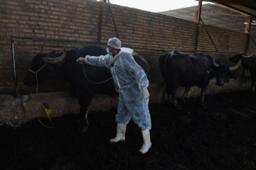 واکسیناسیون دام‌ها در پی شیوع سویه جدید تب برفکی