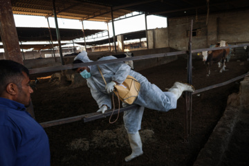 واکسیناسیون دام‌ها در پی شیوع سویه جدید تب برفکی