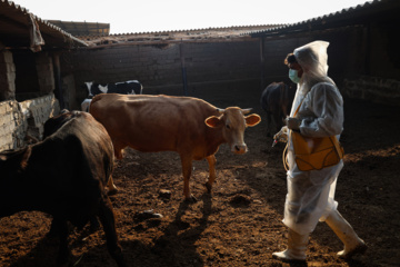 واکسیناسیون دام‌ها در پی شیوع سویه جدید تب برفکی