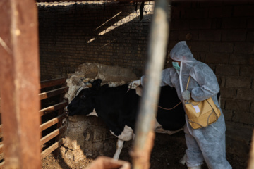 واکسیناسیون دام‌ها در پی شیوع سویه جدید تب برفکی