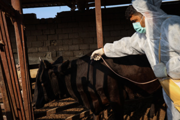 واکسیناسیون دام‌ها در پی شیوع سویه جدید تب برفکی